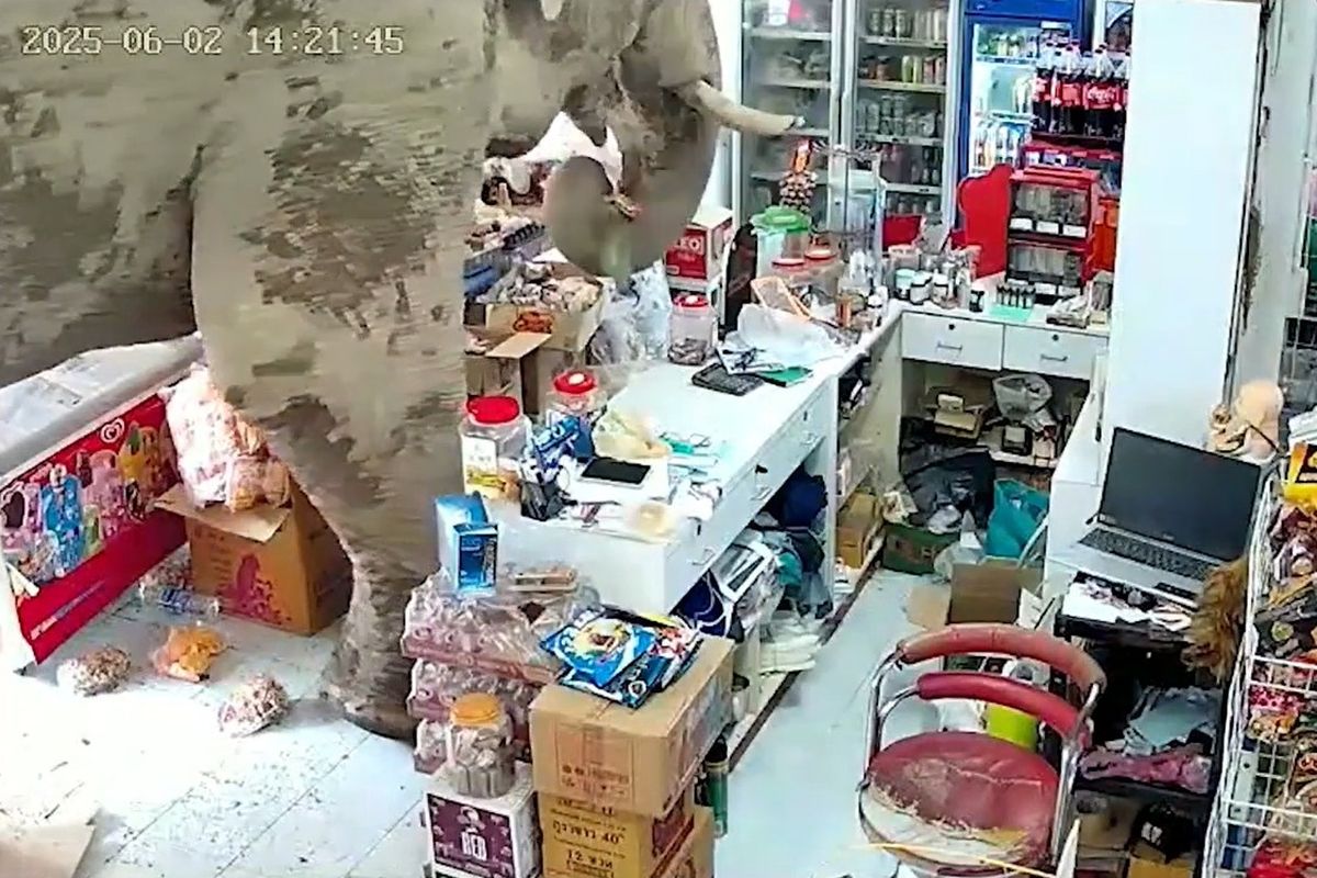 gajah-lapar-datangi-toko-kelontong-di-thailand-pemilik-kira-pelanggan-ingin-camilan