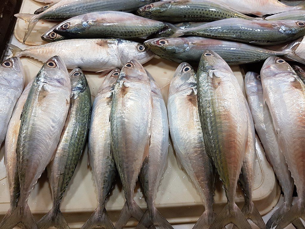 Ikan Kaya Omega-3 yang Baik untuk Otak dan Tubuh